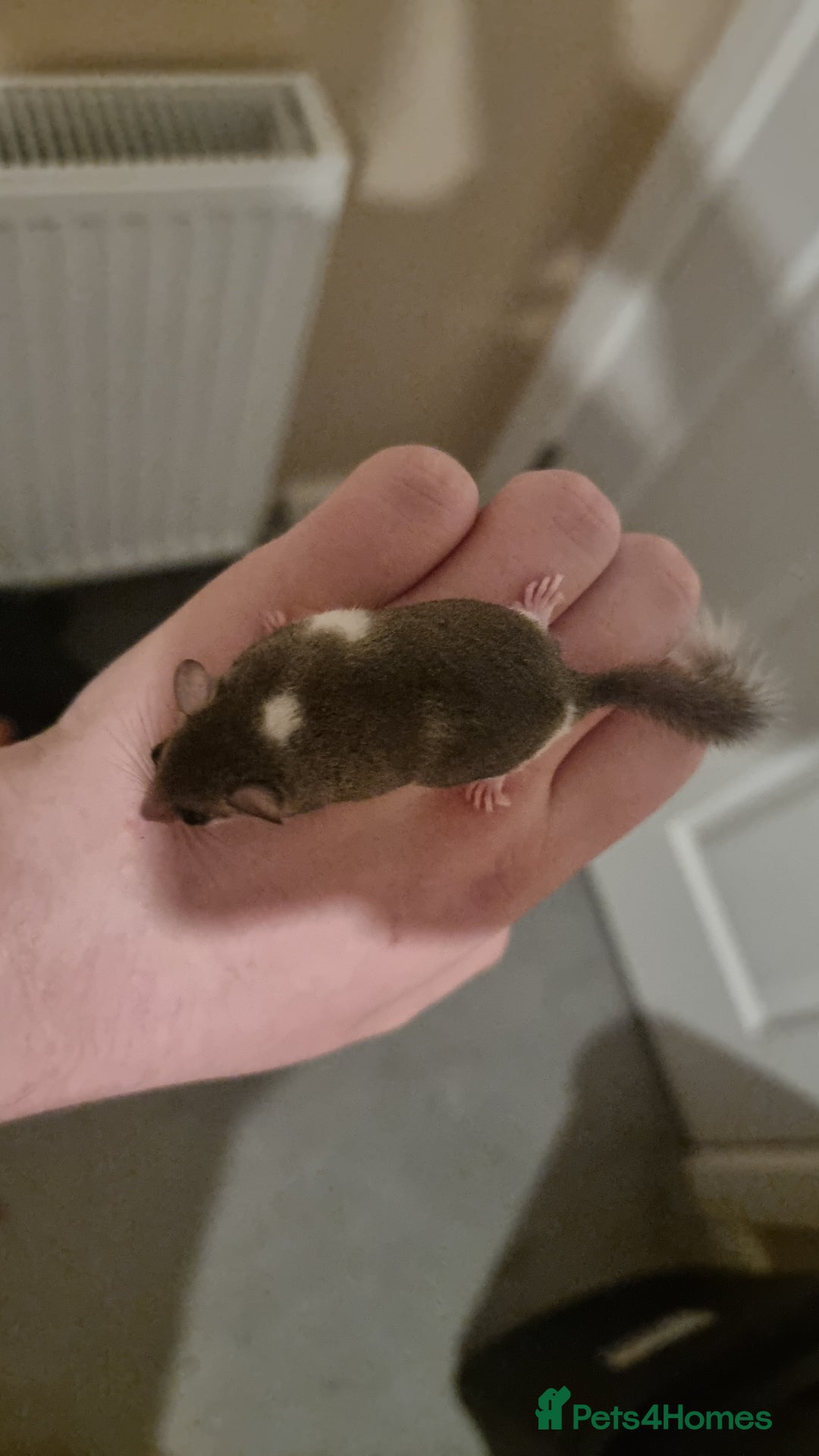 Mouse rodents for sale: Pied African Pygmy Dormice  - Advert 15