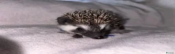 Pygmy Hedgehog rodents for sale: African Pygmy Hedgehog Hoglet - Advert 2