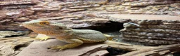 Bearded Dragon reptiles for sale: Bearded dragon and full set up for sale! in Mirfield - Advert 5
