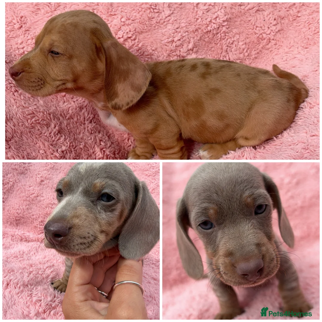 Miniature Dachshund dogs for sale: KC Registered! READY TO LEAVE TODAY!   - Advert 2