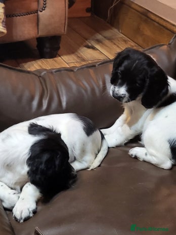 English Springer Spaniel dogs - Advert 3