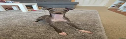 Italian Greyhound dogs for sale: Italian Greyhound - 8 Months Old  - Advert 4