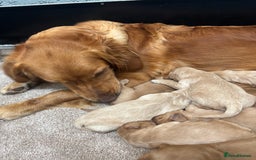 Goldendoodle dogs for sale: F1 goldendoodle puppies. - Image 7