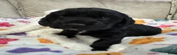 Cocker Spaniel dogs for sale: Adorable show cocker spaniel puppies - Advert 3
