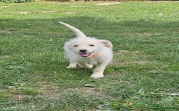 Mixed Breed dogs for sale: F1 Shepadoodle Puppies in Boston - Image 10