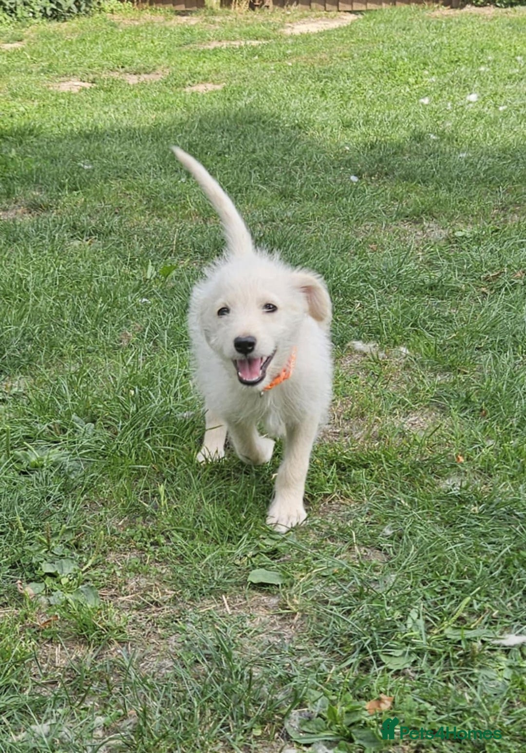 Mixed Breed dogs for sale: F1 Shepadoodle Puppies in Boston - Image 10
