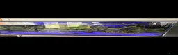 Rainbow Fish fish for sale: Tropical fish tank and fish  in Saint Asaph - Advert 3