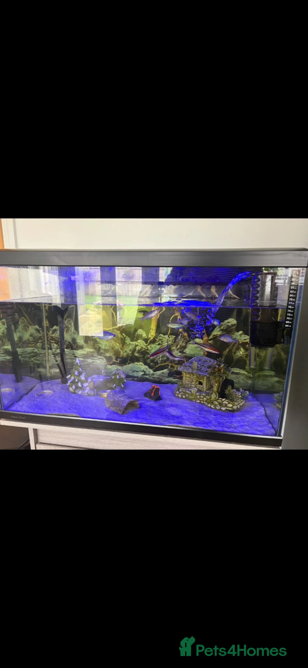 Rainbow Fish fish for sale: Tropical fish tank and fish  in Saint Asaph - Advert 3