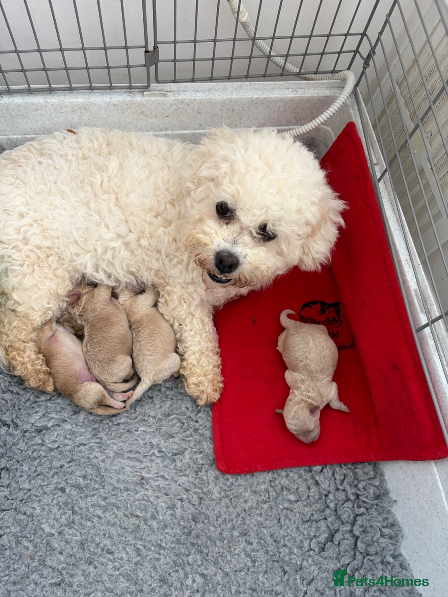 Poochon dogs Cute litter of puppies  - Advert 1
