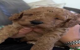 Cockapoo dogs for sale: Bonnie - Image 4