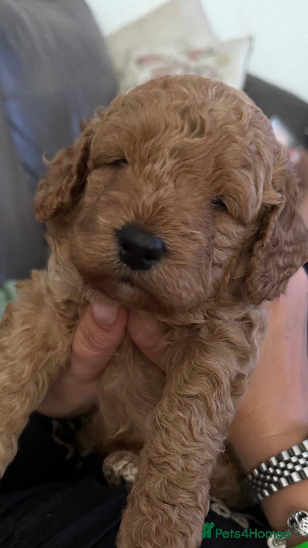 Cockapoo dogs for sale: Bonnie - Image 4