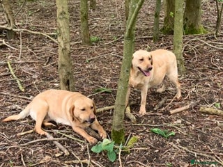 Labrador Retriever dogs Labrador - Advert 1