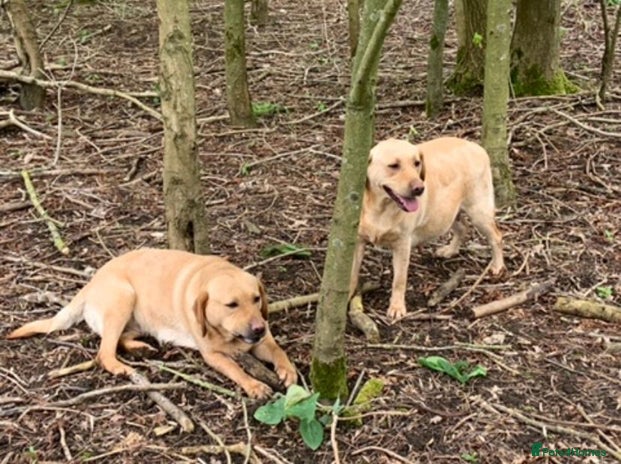 Labrador Retriever dogs Labrador - Advert 1