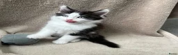 Mixed Breed cats for sale: Beautiful fluffy Russian blue mixed breed kitten - Advert 4