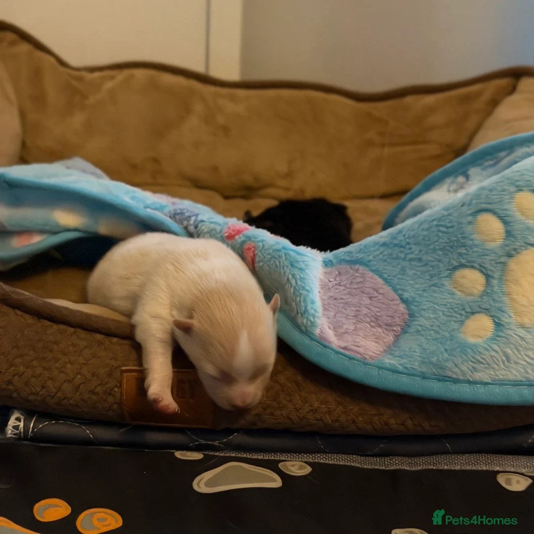 Pomeranian dogs for sale: Pomeranian 🧸  - Advert 16