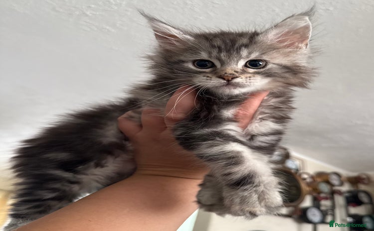 Maine Coon cats - Advert 8