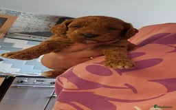 Cockapoo dogs for sale: Beautiful PRA F1B puppies - Image 26