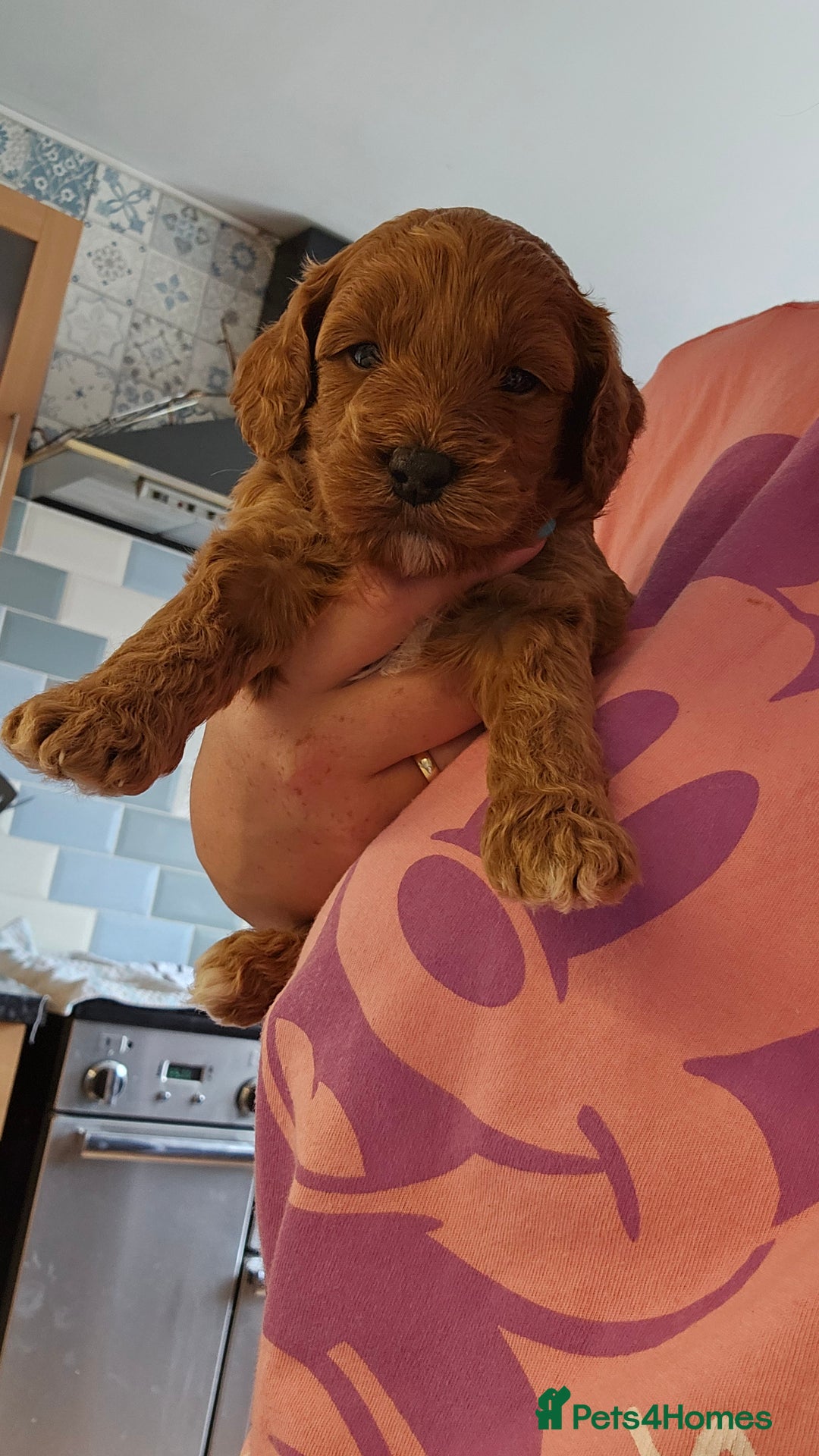 Cockapoo dogs for sale: Beautiful PRA F1B puppies - Image 26