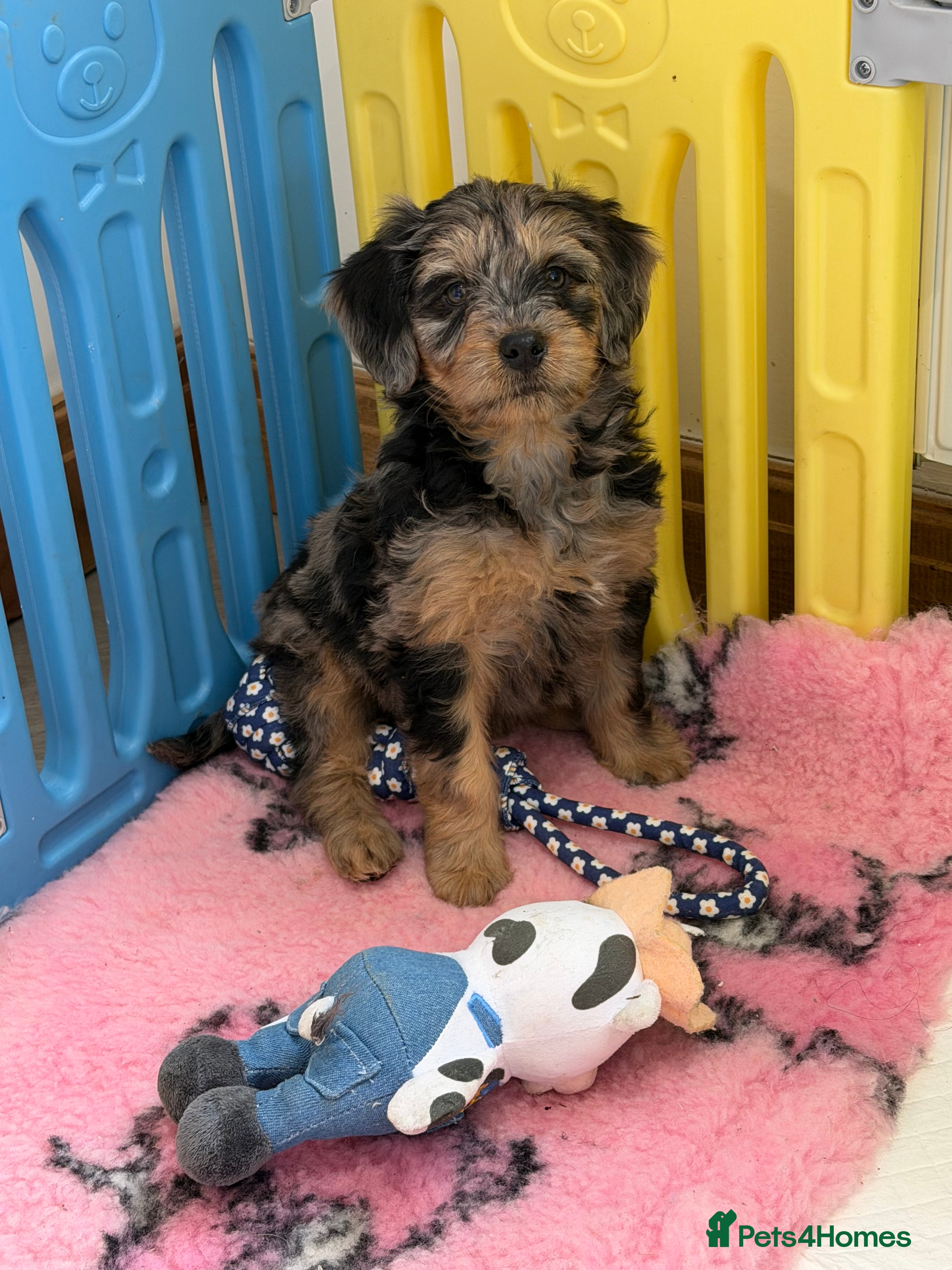 Mini Goldendoodle dogs Ready now health tested F1 goldendoodle puppies  - Advert 9