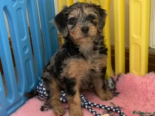 Mini Goldendoodle dogs Ready now health tested F1 goldendoodle puppies - Advert 9