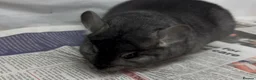 Chinchilla rodents for sale: Sophie, beautiful chunky Standard girl. Super tame - Advert 2