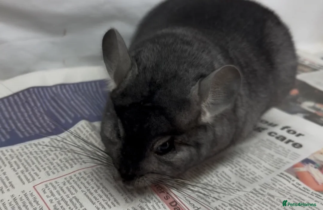 Chinchilla rodents for sale: Sophie, beautiful chunky Standard girl. Super tame - Advert 2