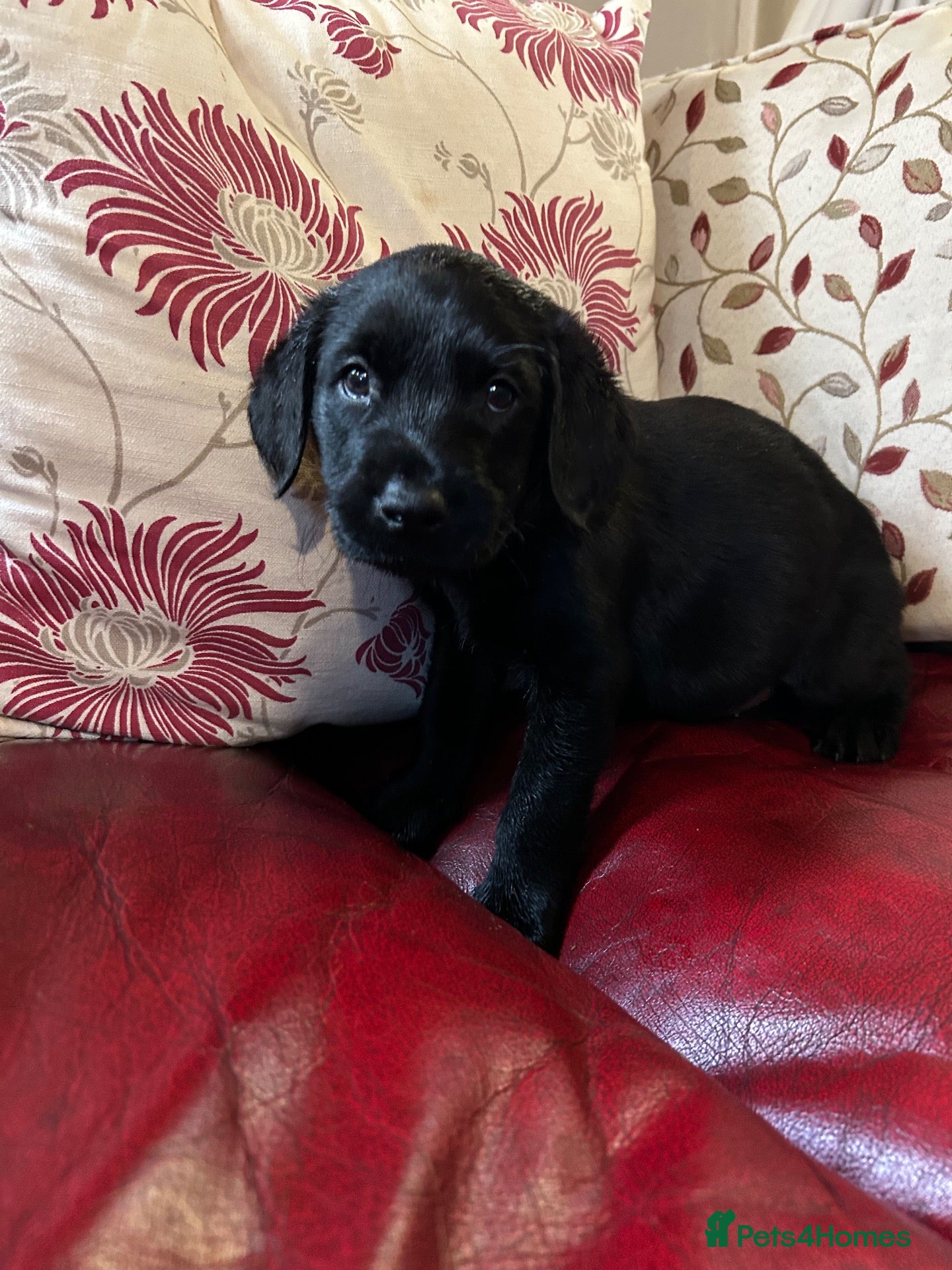 Labrador Retriever dogs Stunning black Labrador puppies  - Advert 2