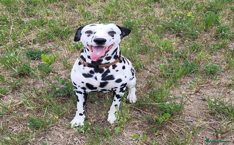 Dalmatian dogs - Advert 3