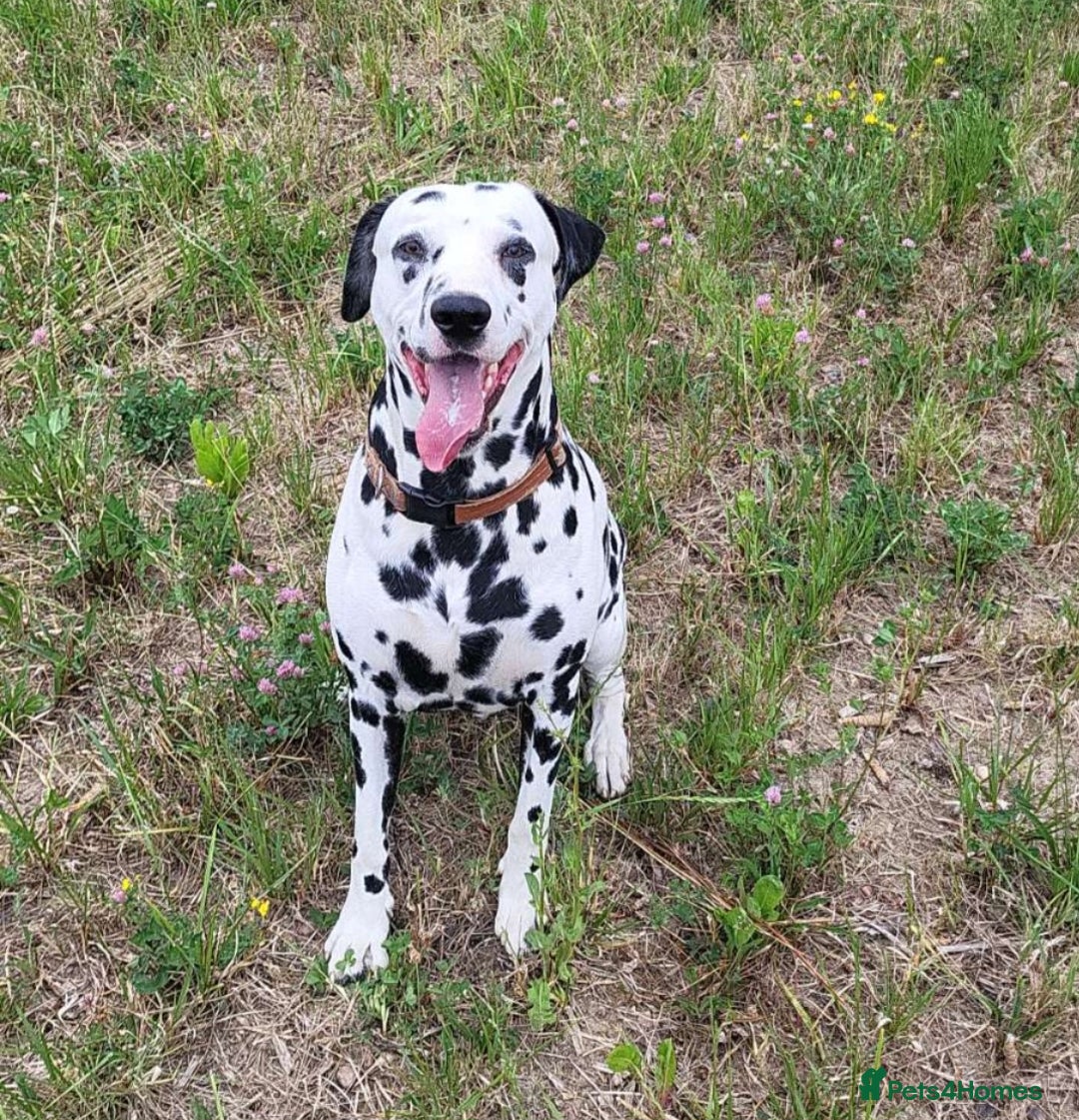 Dalmatian dogs for stud: Milo  - Image 1