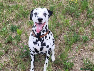 Dalmatian dogs - Advert 4