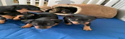 Miniature Pinscher dogs for sale:  Beautiful Purebred Miniature Pinscher Puppies  in Wakefield - Advert 19