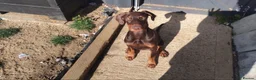 Dobermann dogs for sale: Female Dobermann  in Cambridge - Advert 4