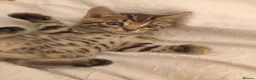 Bengal cats for sale: Bengal Kittens  - Advert 6