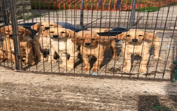 Labrador Retriever dogs for sale: Foxred/Yellow Labradors 5* Licensed Breeder in Catterick Garrison - Image 7