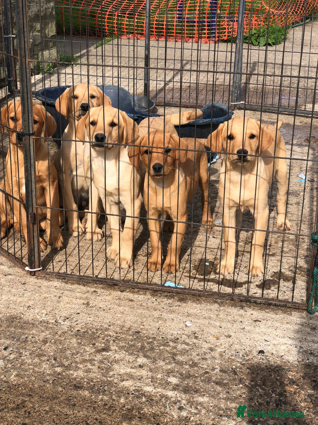 Labrador Retriever dogs for sale: Foxred/Yellow Labradors 5* Licensed Breeder in Catterick Garrison - Image 7
