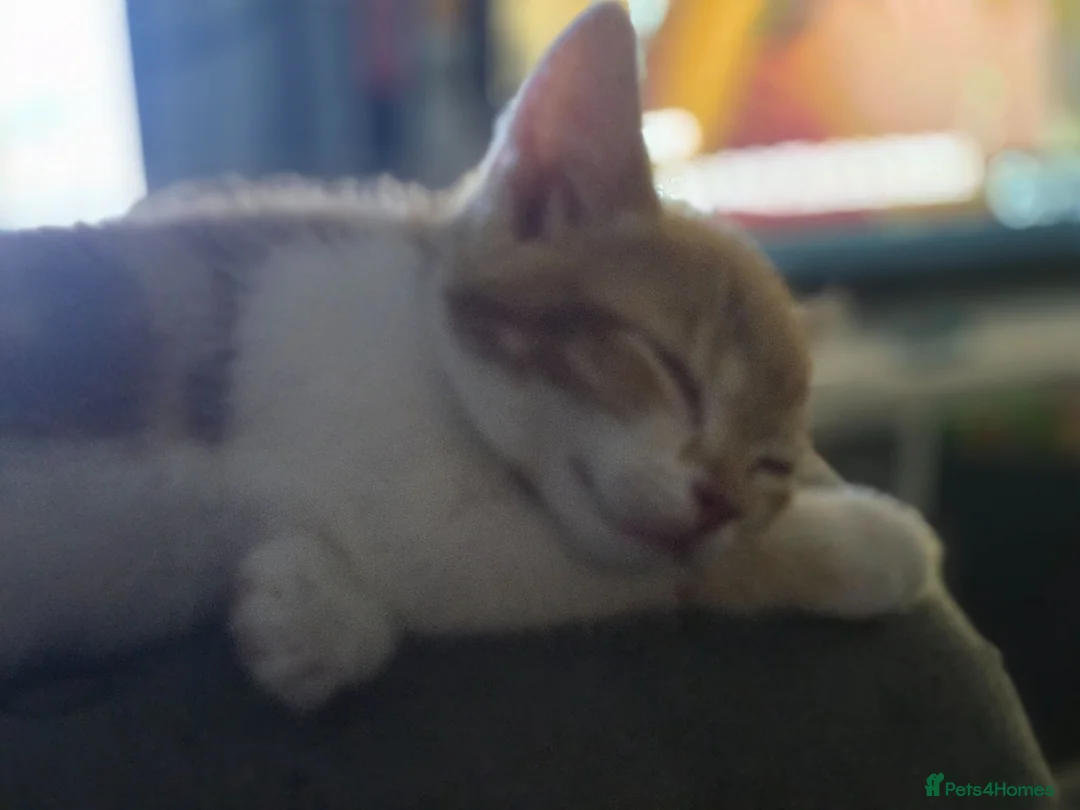 Mixed Breed cats for sale: 2 beautiful kitten will come with everything  - Advert 7