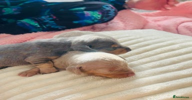 Miniature Dachshund dogs - Advert 4
