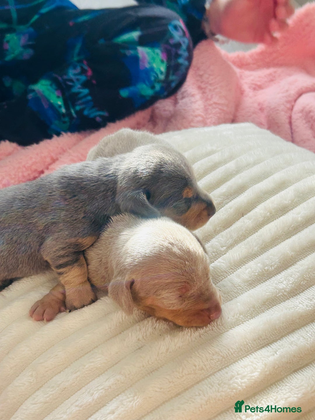 Miniature Dachshund dogs for sale: Beautiful litter of KC reg miniature dachunds  - Image 2