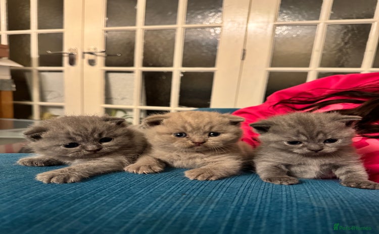 British Shorthair cats - Advert 1