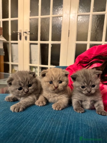 British Shorthair cats - Advert 1