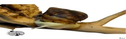 Snails invertebrates for sale: X1 JADE GIANT AFRICAN LAND SNAIL happy to ship!! - Advert 2