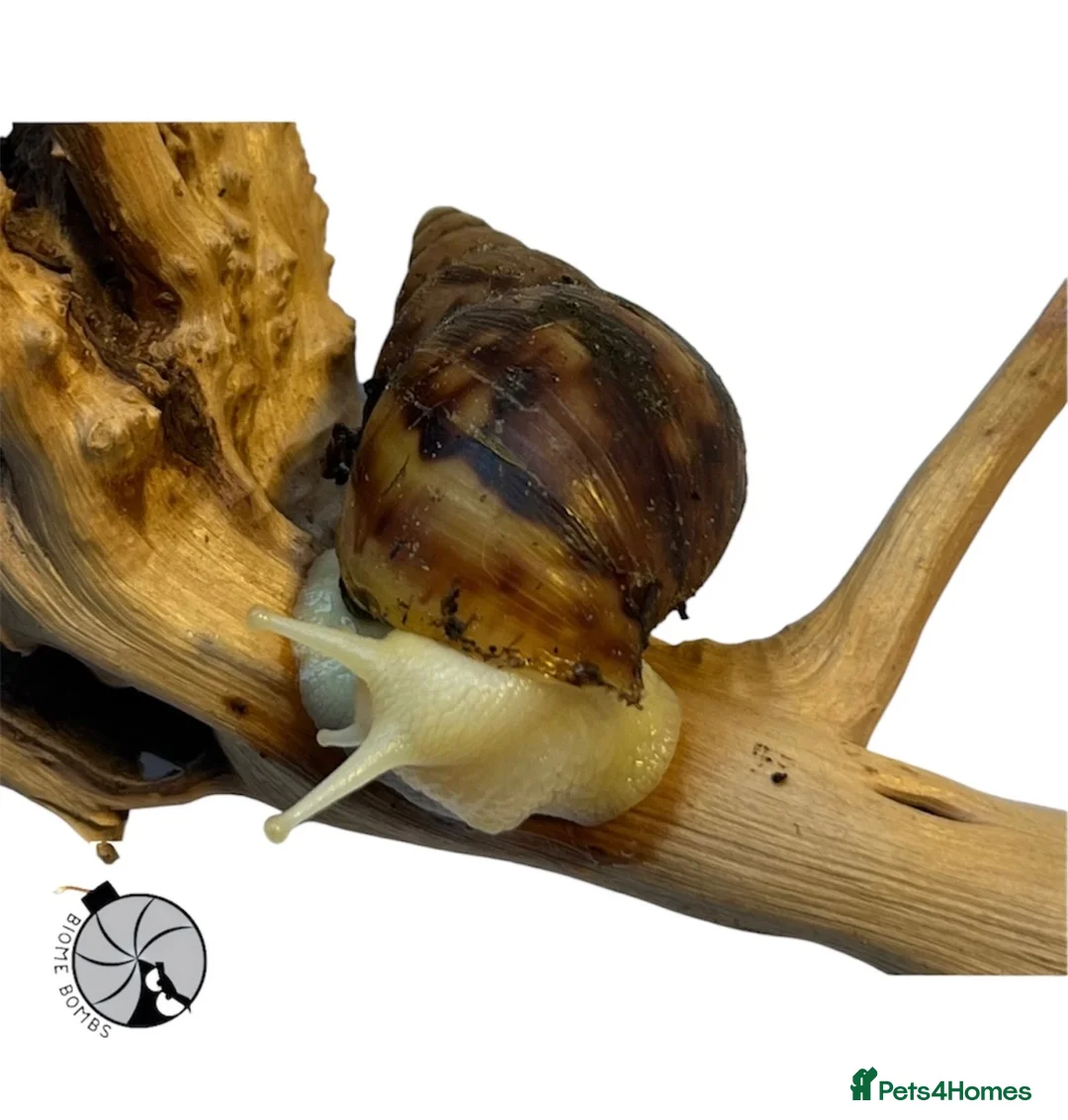 Snails invertebrates for sale: X1 JADE GIANT AFRICAN LAND SNAIL happy to ship!! - Advert 2