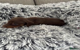 Miniature Dachshund dogs for sale: Miniature Dachshund puppies - Image 12