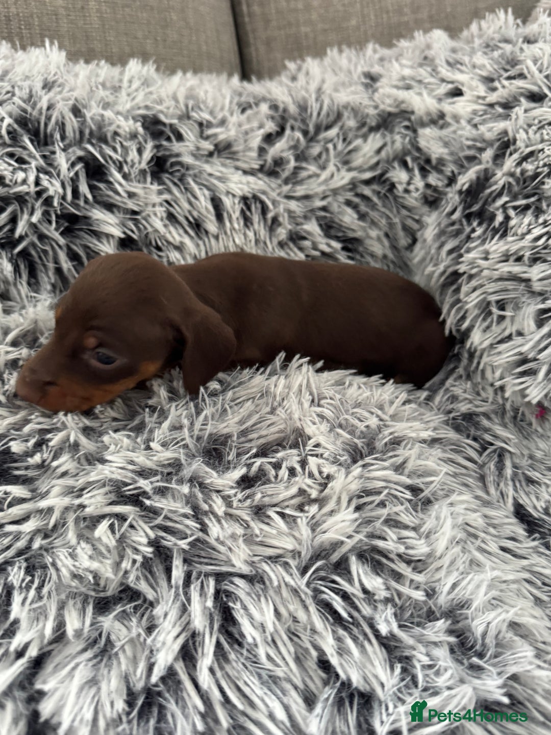 Miniature Dachshund dogs for sale: Miniature Dachshund puppies - Image 12