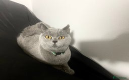 British Shorthair cats for sale: British shorthair 2 year old girl - Image 1