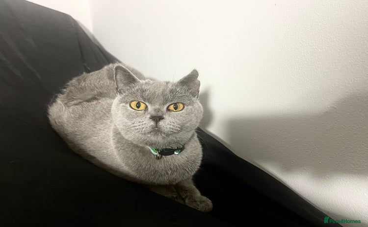 British Shorthair cats - Advert 7
