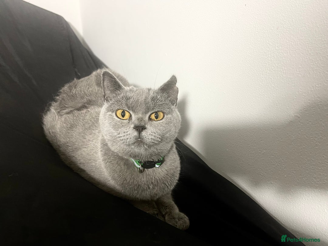 British Shorthair cats for sale: British shorthair 2 year old girl - Image 1