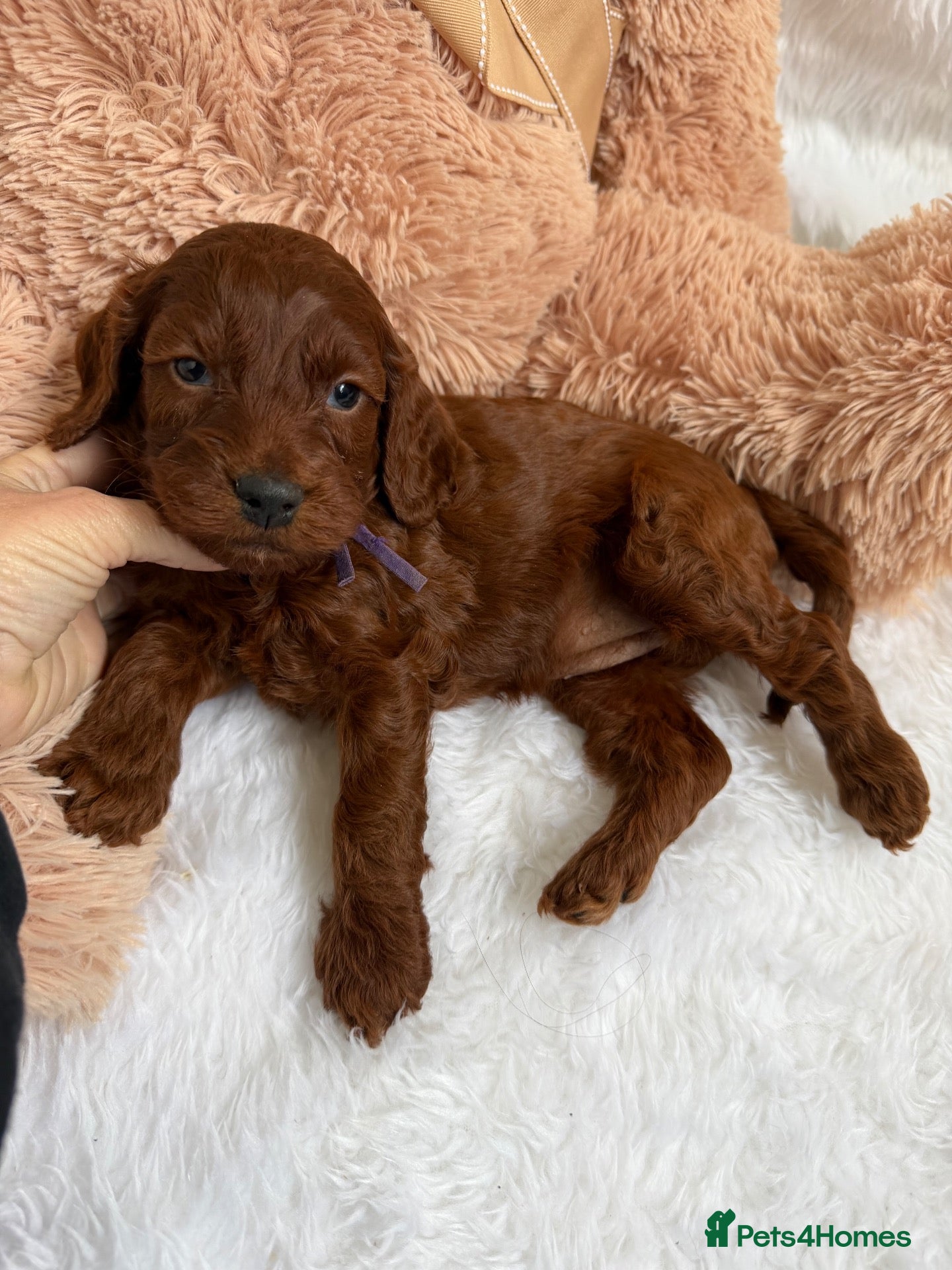 Goldendoodle dogs for sale: Top Quality, Health Tested Multigen Double Doodles - Advert 2