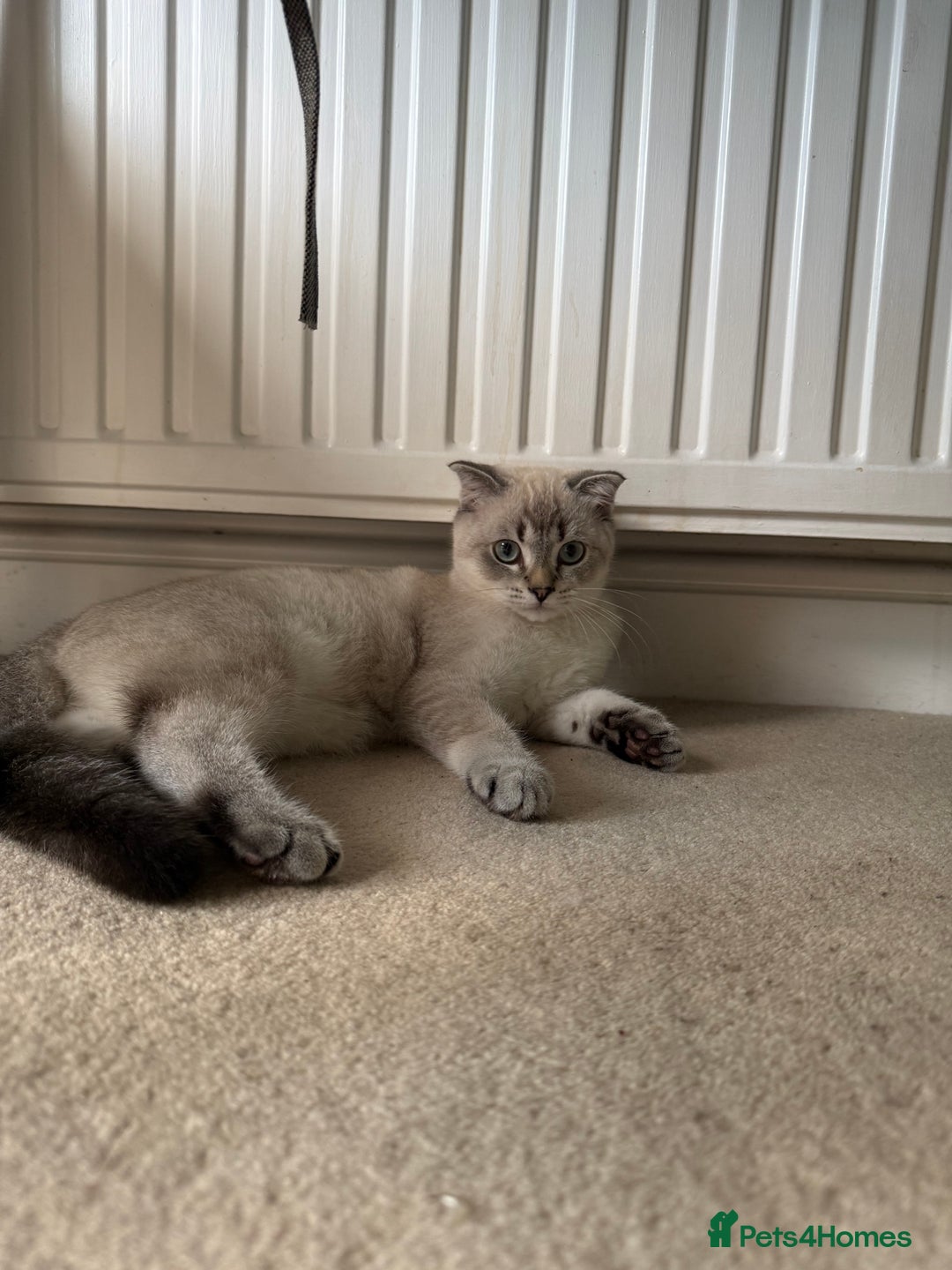 Scottish Fold cats for sale: British Shorthair and Scottish Fold - Image 15