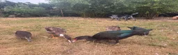 Ducks poultry for sale: Muscovy Ducks for sale - Male & Female - Advert 13